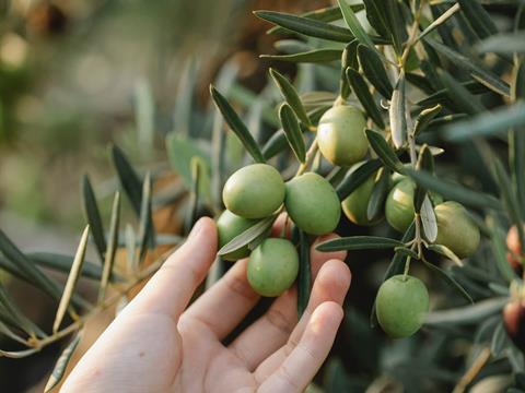 Tubes for extra virgin olive oil