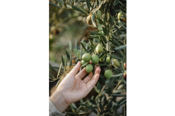 Tubes for extra virgin olive oil